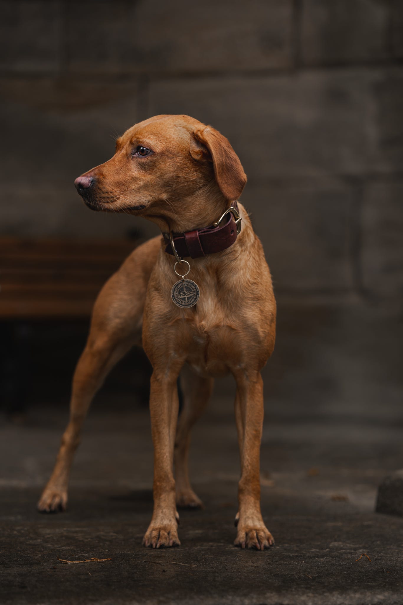 The Gentry's Wide Cut Leather Collar in Chestnut.