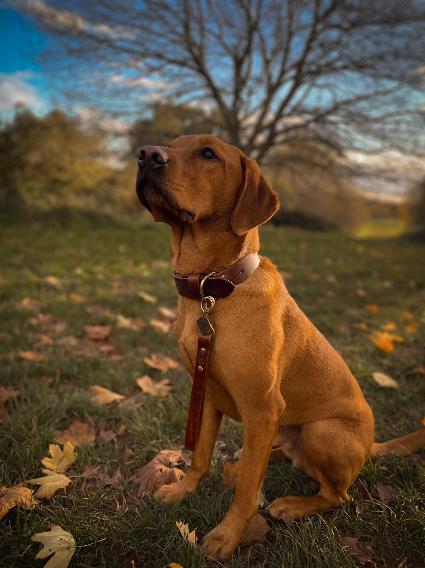 The Gentry's Wide Cut Leather Collar in Chestnut.