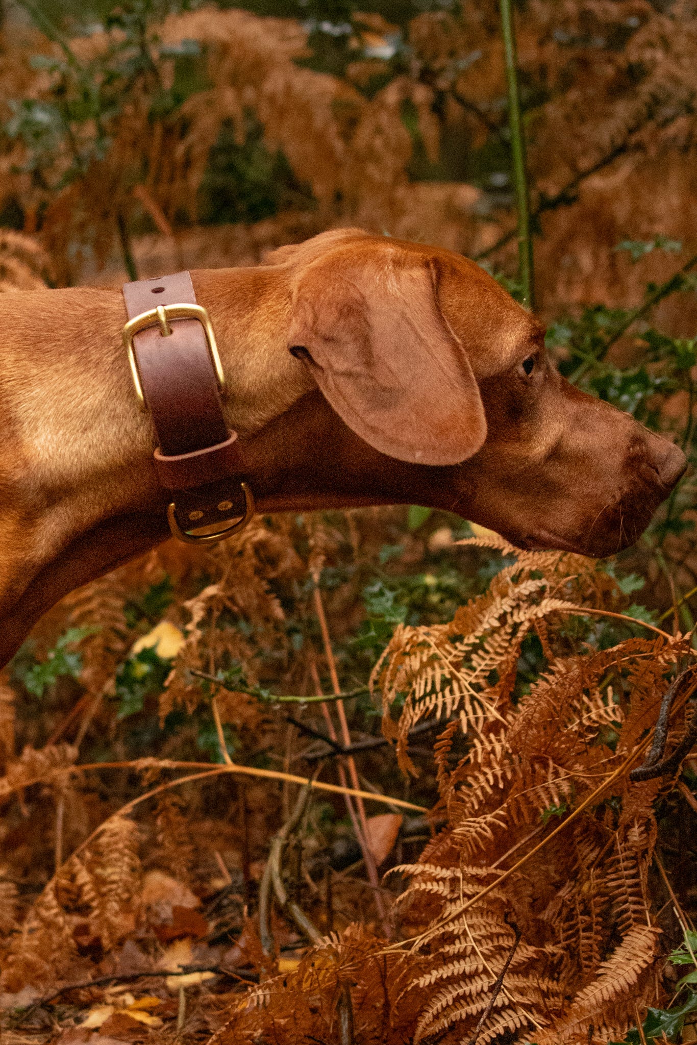 The Gentry's Wide Cut Leather Collar in Chestnut.