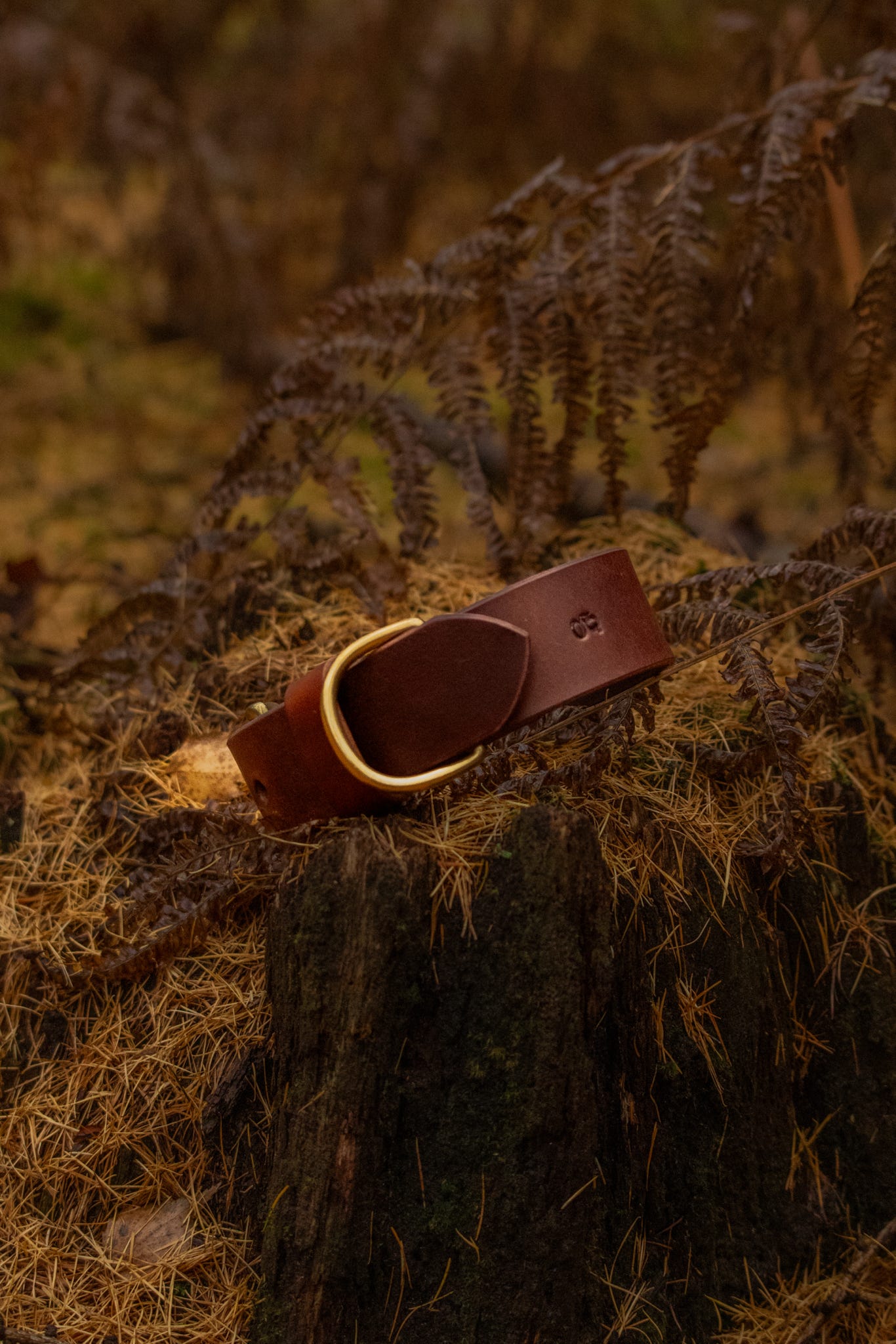 The Gentry's Wide Cut Leather Collar in Chestnut.
