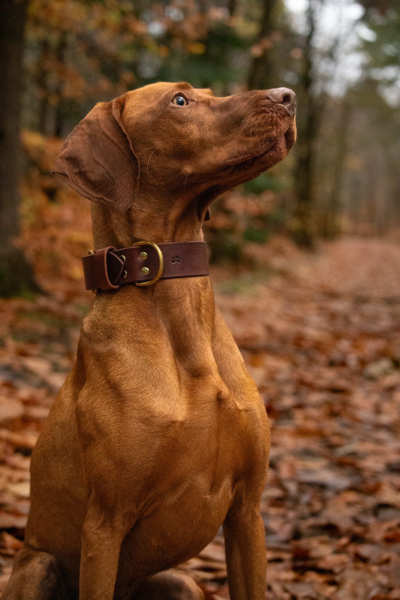 The Gentry's Wide Cut Leather Collar in Chestnut.