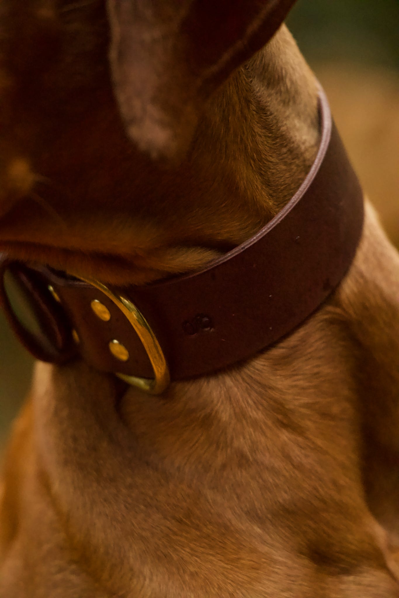 The Gentry's Wide Cut Leather Collar in Chestnut.
