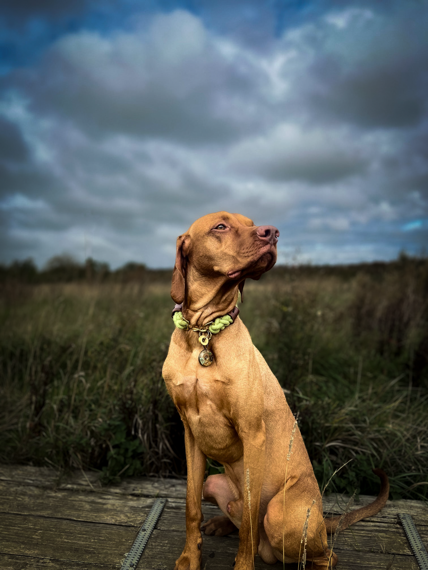 Burgundy Rope Dog Collar - Plastic free, 100% cotton rope with light tan leather sleeves